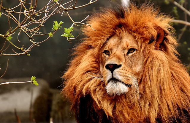 lvi patří v zoo k oblíbeným